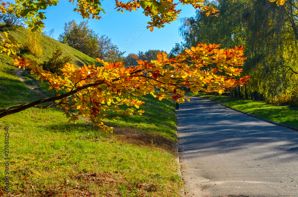 Naklejka premium Beautiful romantic alley in a park with yellow colorful trees and sunlight