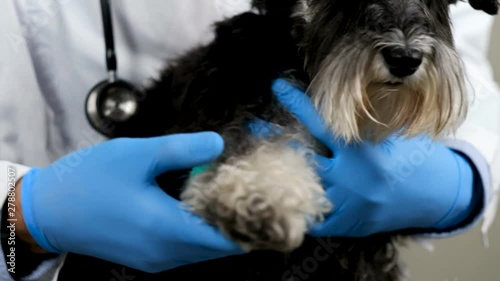 Male Middle Eastern veterinarian holding black and white calm schnauzer dog, petting him after fixing his paw with bandage at clinic, on steel table