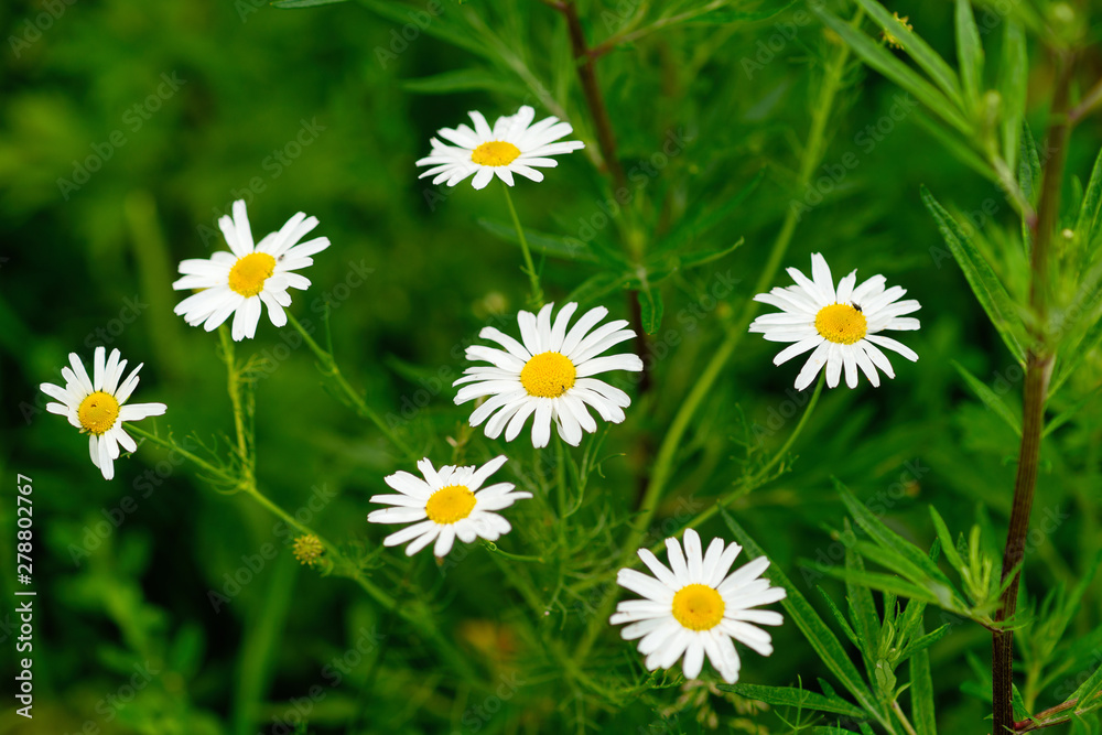 Cluster of white and yellow daisy flowers. Green grass around. Summer meadow. Vivid and vibrant colors Cluster of white and yellow daisy flowers. Green grass around. Summer meadow. Vivid and vibrant colors
