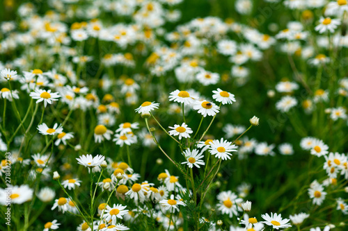Field of white and yellow daisy flowers, bellis perennis. Green grass. Natural background or texture © Sander