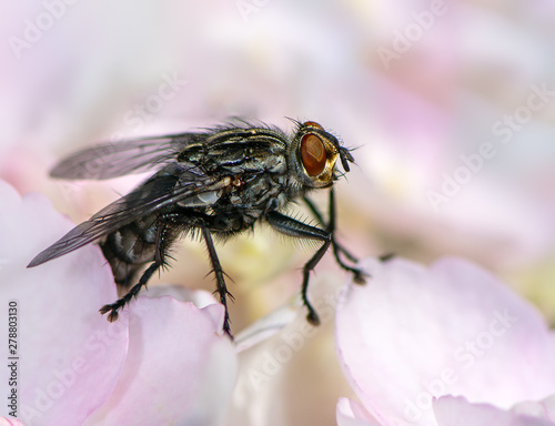 Macro of a fly on a blossom