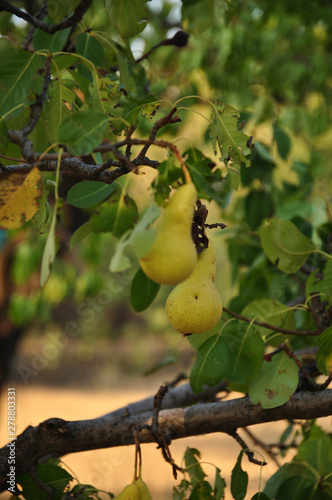 Yellow ripe pears are hanging on tree branches among lush foliage. Selective focus on one pear in center. Summer harvest time in orchard. Organic fruits gardening.