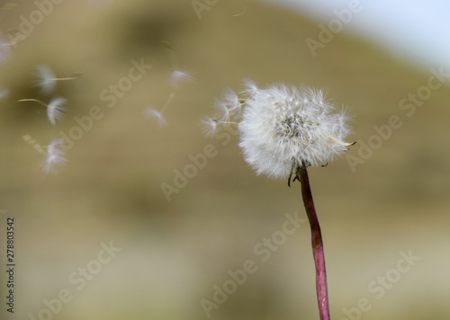 Diente de león volando con las semillas por el viento