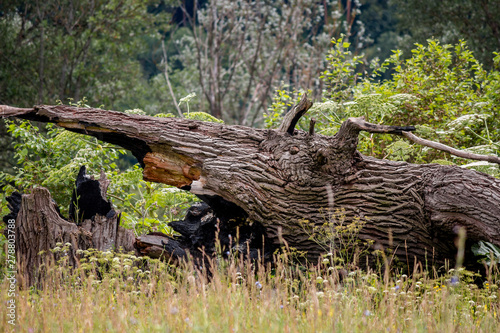 The remains of a huge old oak tree in the estate Avchurino near Kaluga. Ferzikovsky District, Kaluzhskiy region, Russia - July 2019