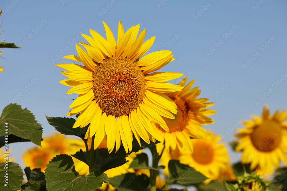 Sunflower field in sunny day with clear blue sky. Sunflower close up view. Sunflower field in sunny day with clear blue sky. Sunflower close up view.