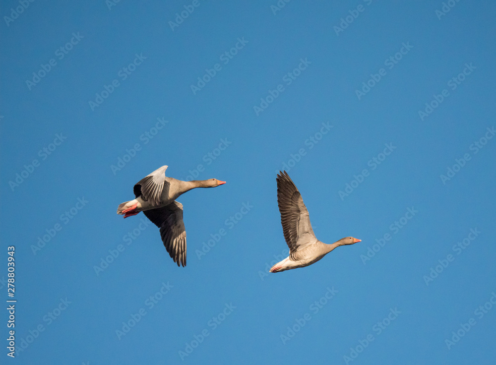 Obraz premium seagull flying in the sky