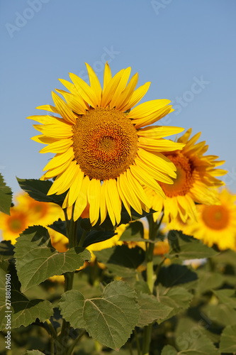 Sunflower field in sunny day with clear blue sky. Sunflower close up view.