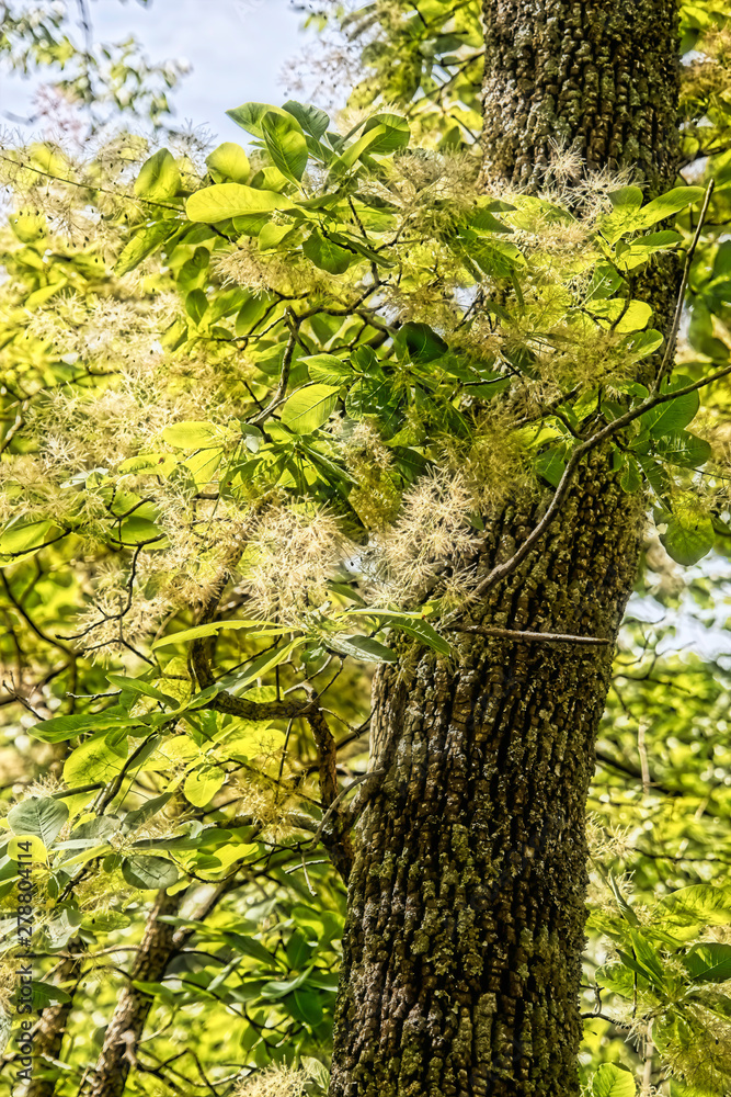 Fototapeta premium Back Lit Tree