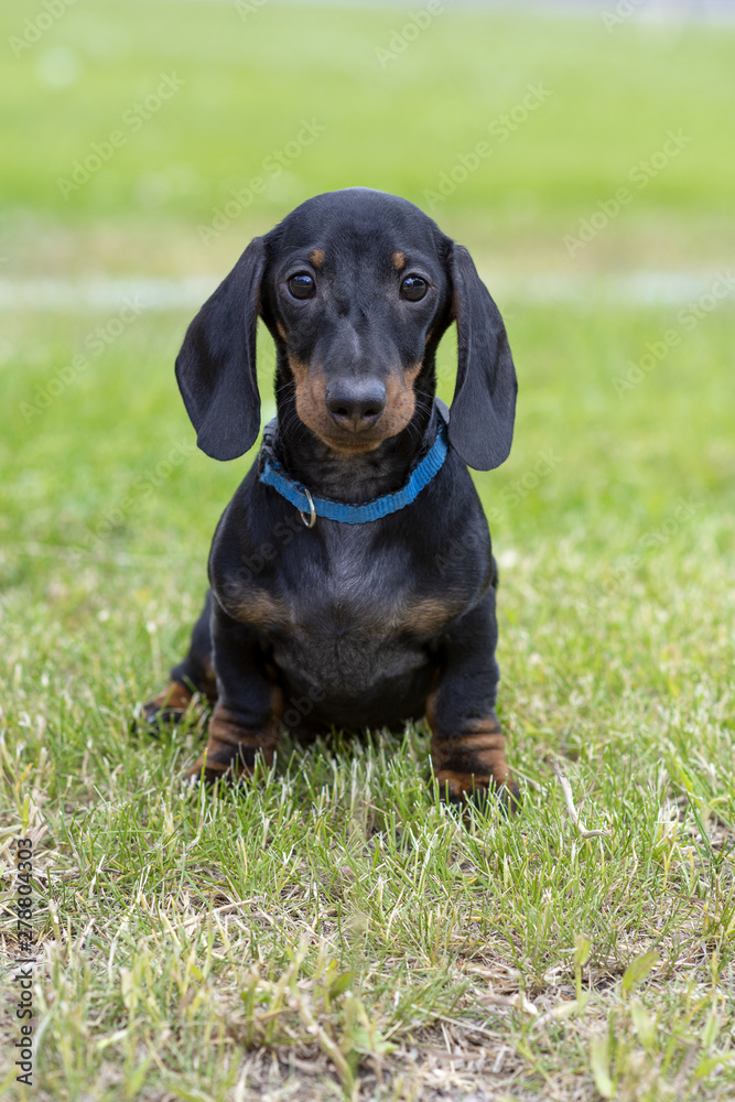 Cute wire-haired miniature dachshund puppy posing for the photographer on the terrace