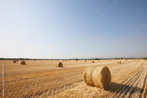 Agriculture filed with round hay bales after wheat harvest photo