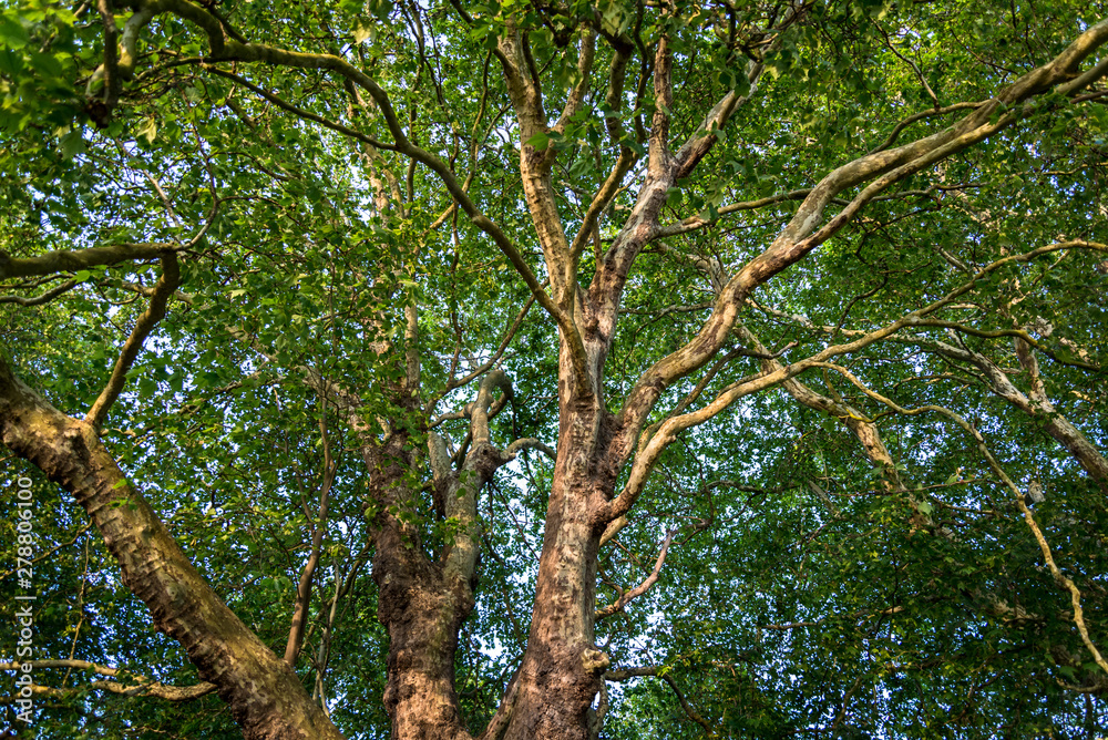 Beautiful plane tree in late sunshine in spring, Home Park, Kingston upon Thames, Surrey, England, UK Beautiful plane tree in late sunshine in spring, Home Park, Kingston upon Thames, Surrey, England, UK