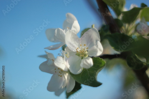 Apple flowers