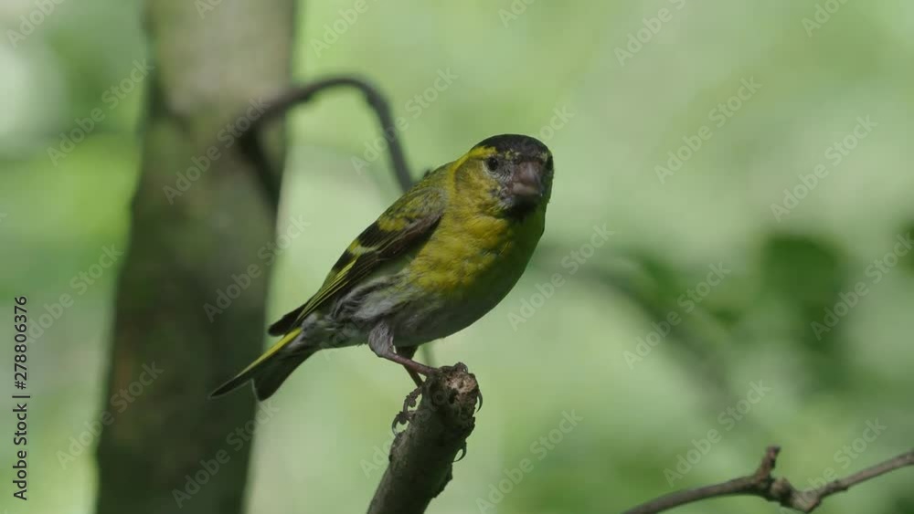 Eurasian siskin, Spinus spinus, single bird on branch Eurasian siskin, Spinus spinus, single bird on branch