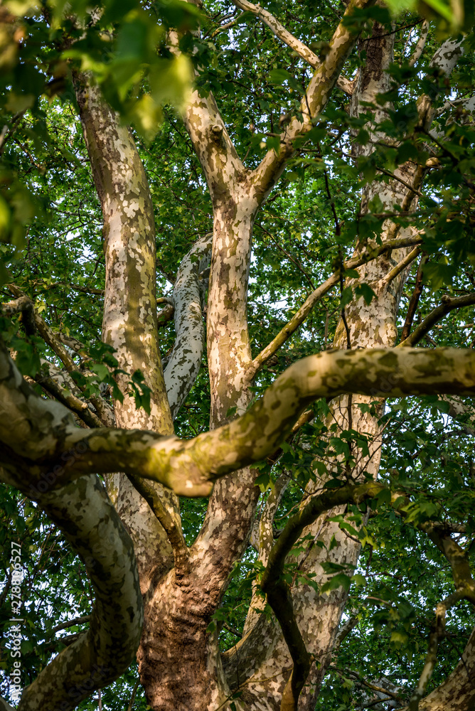 Beautiful plane tree in late sunshine in spring, Home Park, Kingston upon Thames, Surrey, England, UK