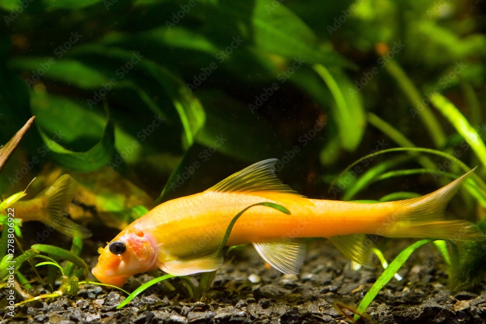 Chinese algae eater, Gyrinocheilus aymonieri sp. gold, popular freshwater  ornamental fish feeds on detritis, dominant female in nature aquarium Stock  Photo | Adobe Stock