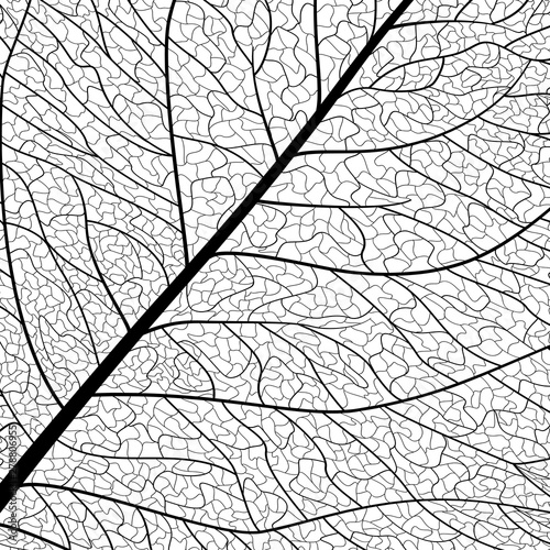Background texture leaf. Vector illustration.