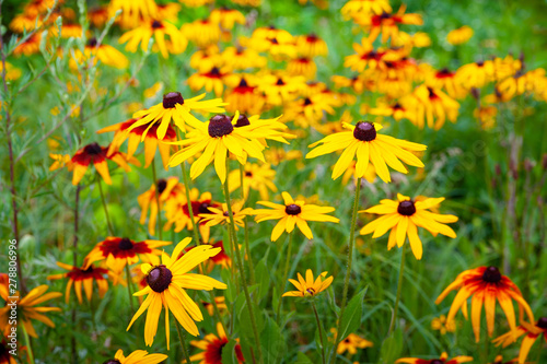 Flowers yellow rudbeckia. Blooming flowers of yellow rudbeckia (Black-eyed Susan) flower bed in the summer garden.