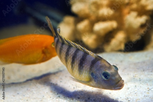 lombardoi mbuna, Maylandia lombardoi, African Rift lake Malawi endemic cichlid, young blue striped male in nature aquarium photo