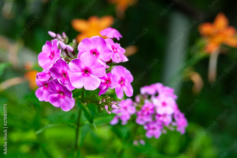 Blooming purple flowers phlox paniculata. Bunches of purple phlox on a bed in the summer garden. Blooming purple flowers phlox paniculata. Bunches of purple phlox on a bed in the summer garden.