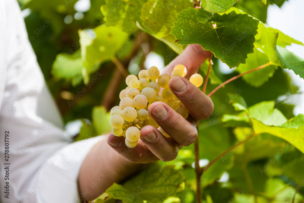 The Valdobbiadene and Conegliano hills / Heritage of humanity