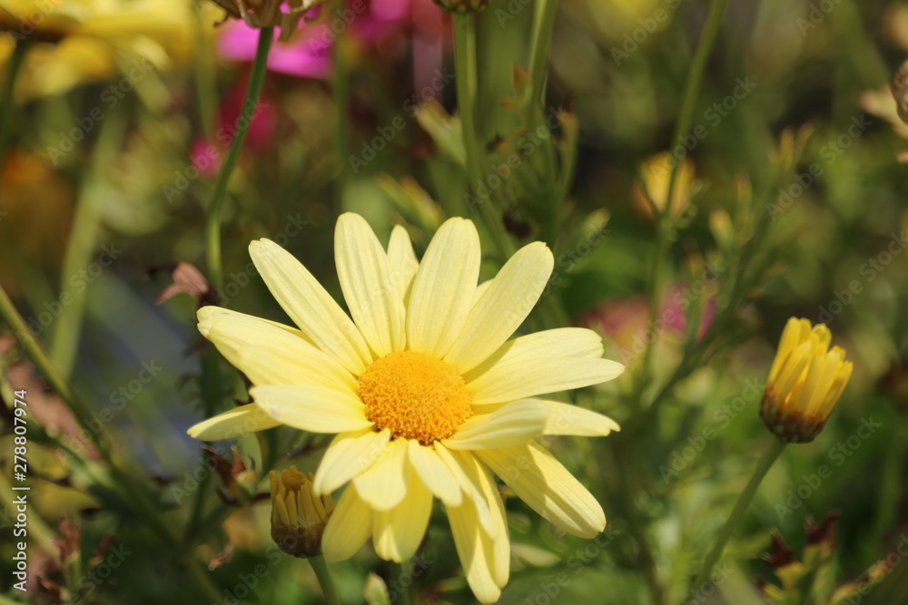 Obraz premium Dahlia