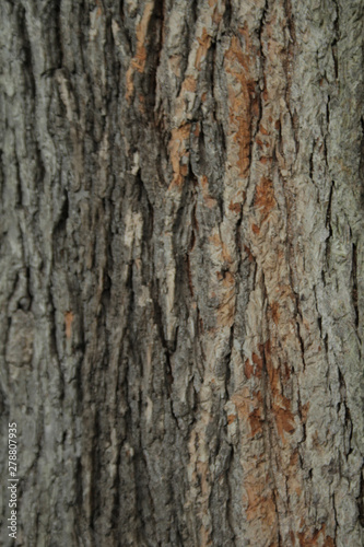 Tree Bark Texture - Close Up 