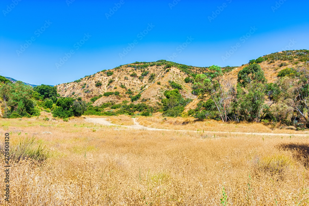 landscape with dry forest grass