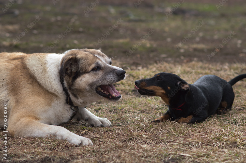 black dachshund dog with brown spots on the face black dachshund dog with brown spots on the face