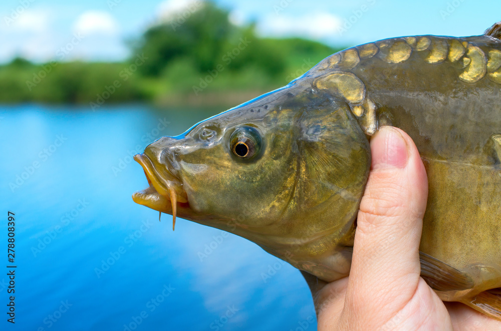 caught mirror carp in hand against the lake caught mirror carp in hand against the lake