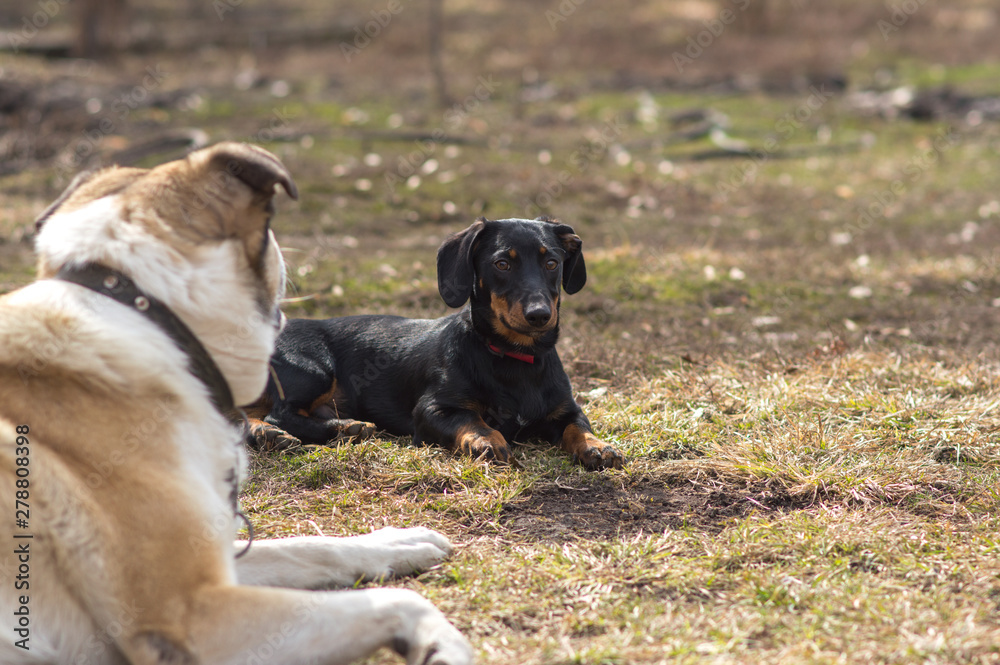 black dachshund dog with brown spots on the face black dachshund dog with brown spots on the face