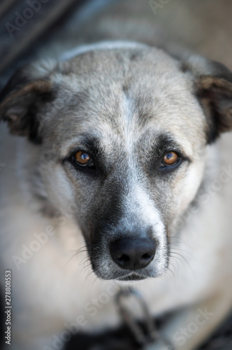 cute big beige dog with sad eyes © yurii oliinyk