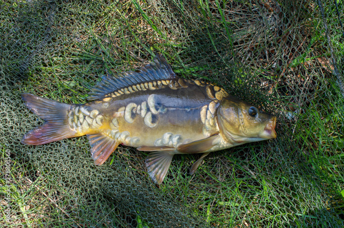 mirror carp on the background of the fishing net