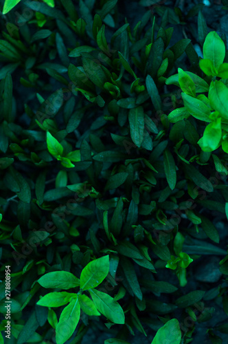 wild field plants