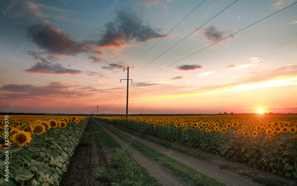 Blooming field of sunflowers on evening sunset sky, agricultural background farming countryside Blooming field of sunflowers on evening sunset sky, agricultural background farming countryside