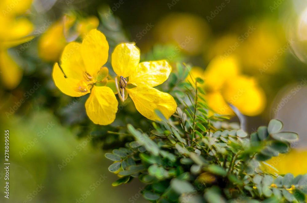 Beauty of nature. Art of macro photography. Selective Deep Of Field. Beauty of nature. Art of macro photography. Selective Deep Of Field.