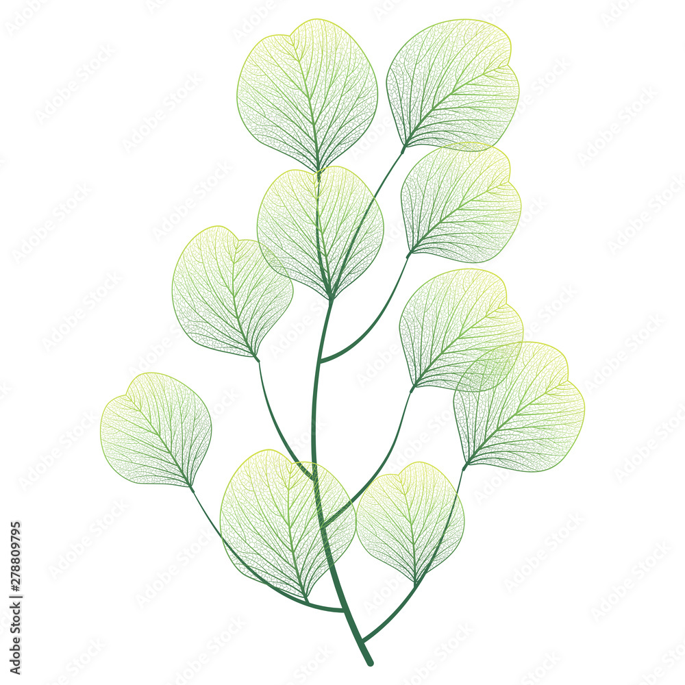 Branch with leaves isolated. Vector illustration. Branch with leaves isolated. Vector illustration.