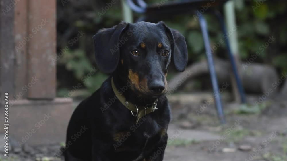 black dachshund dog with brown spots on the face black dachshund dog with brown spots on the face