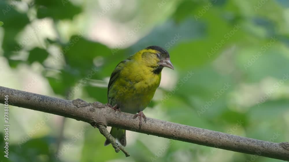Eurasian siskin, Spinus spinus, single bird on branch Eurasian siskin, Spinus spinus, single bird on branch