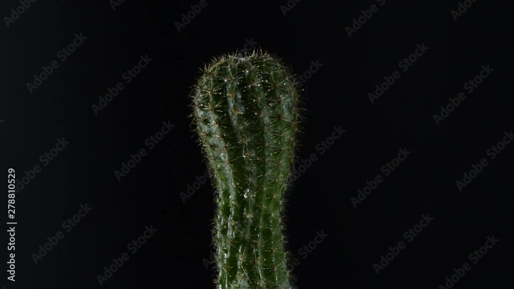 cactus in a pot