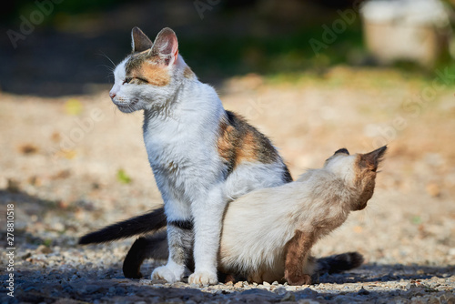 Fototapeta Naklejka Na Ścianę i Meble -  Small Siamese Cat Trying To Play With Another Cat