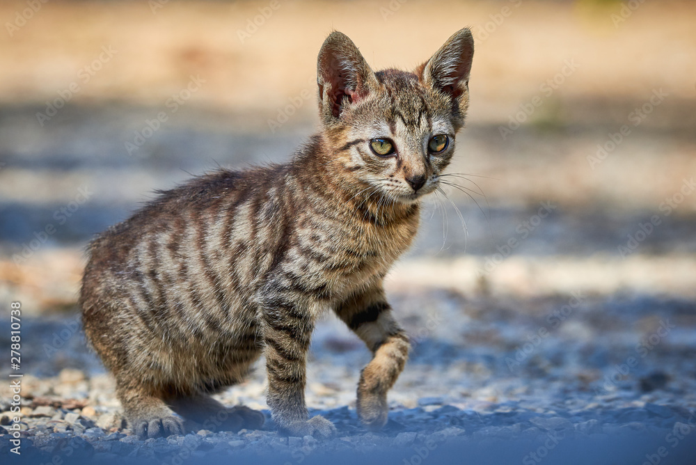 Beautiful Tabby Cat Closeup ( Felis Catus )