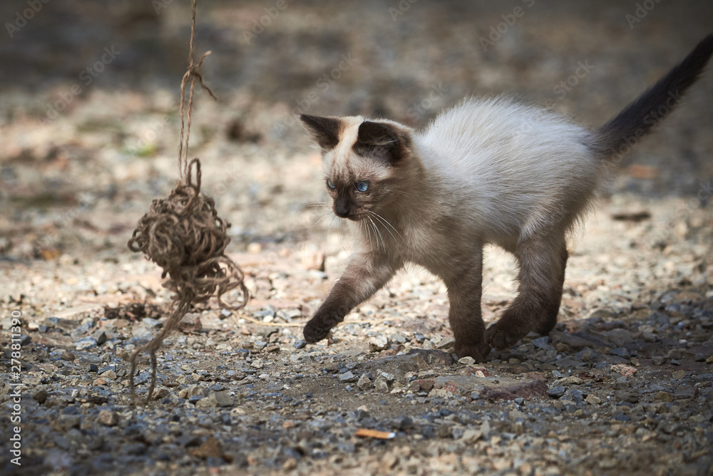Fototapeta premium Siamese cat playing with a ball of thread