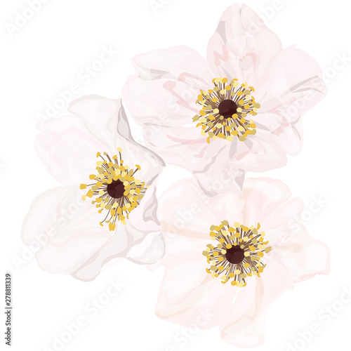 Beautiful Rose flower isolated on white background. Watercolor. Vector illustration. EPS 10
