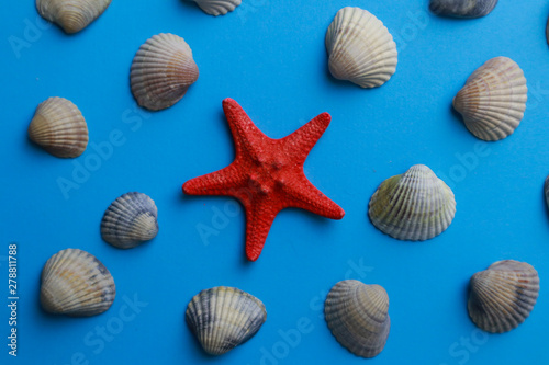 Composition with seashells on color background