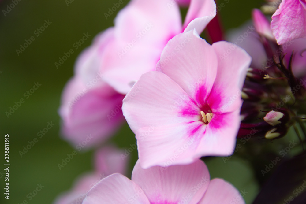 Naklejka premium Rosa Blüte