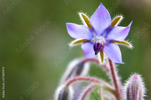 Lila Blume