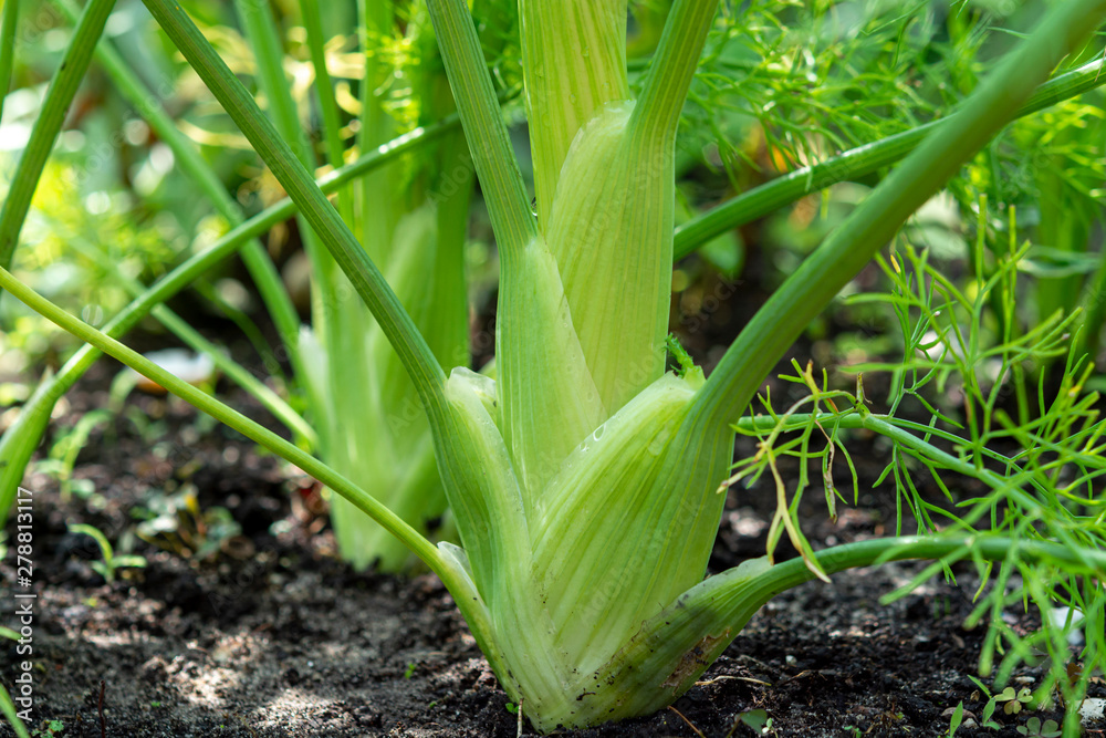 Obraz premium Healthy vegetables growing in garden, young green bulb of fennel plant