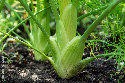Healthy vegetables growing in garden, young green bulb of fennel plant