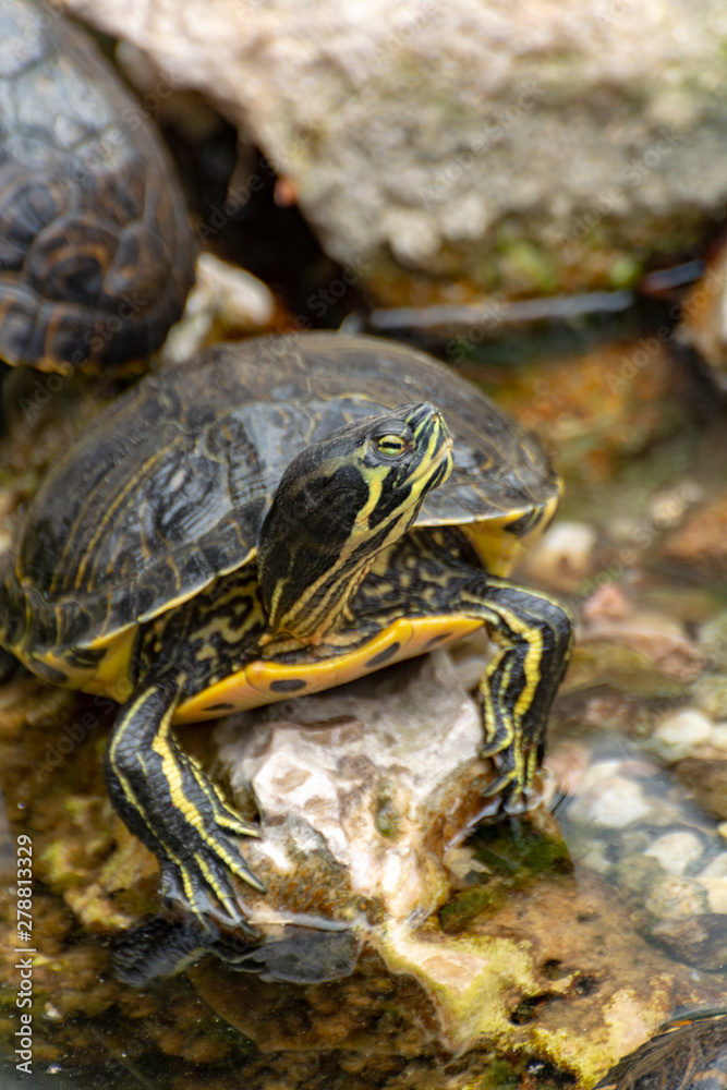 Yellow-bellied slider, land and water turtle, sunbathing in pond Yellow-bellied slider, land and water turtle, sunbathing in pond