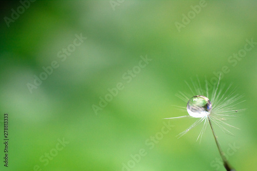 Drop of water on the seed of a dandelion flower on a naturel background. Closeup. Copy space for text. Naturel concept.